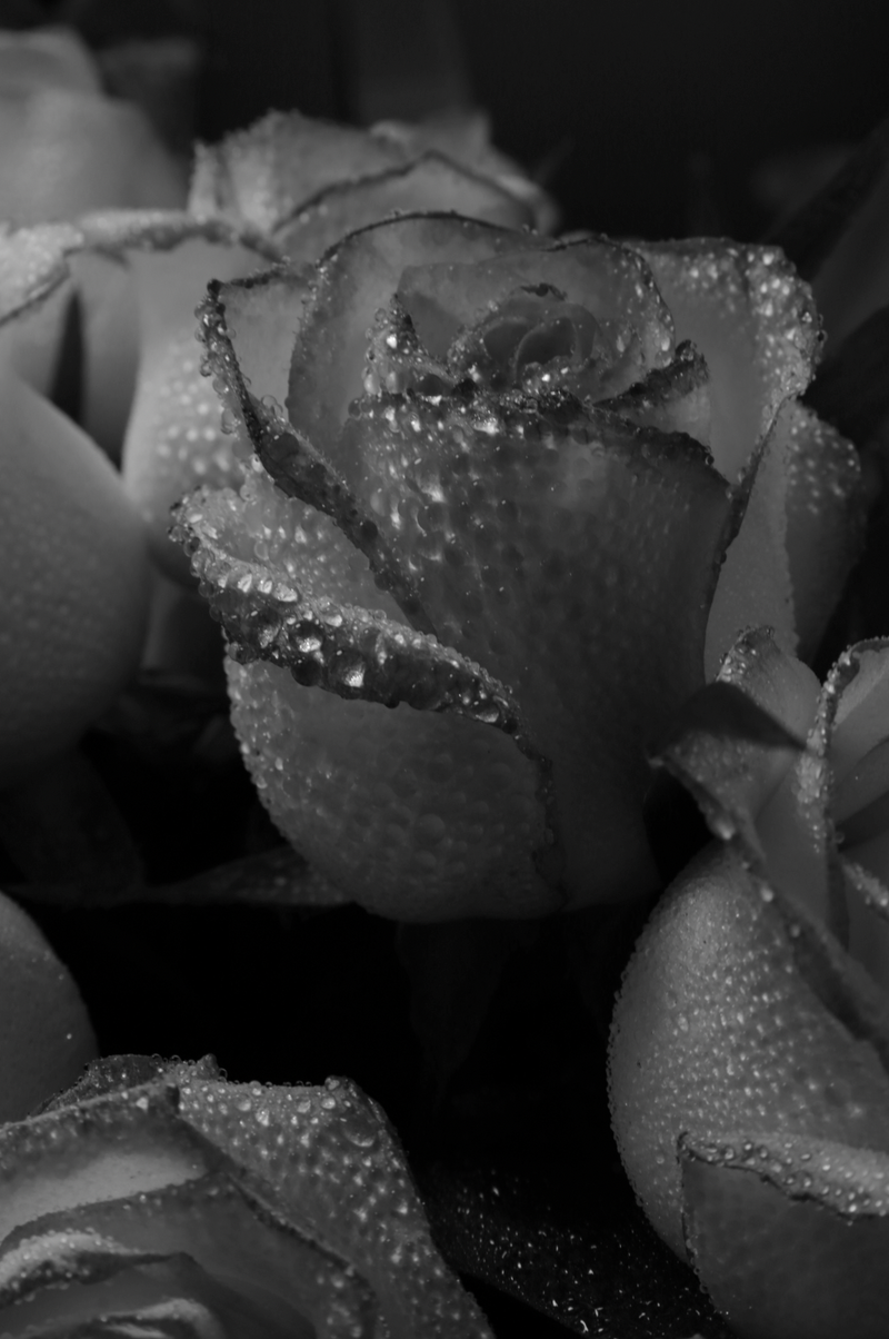 Rose Dew 50ml Perfume Oil