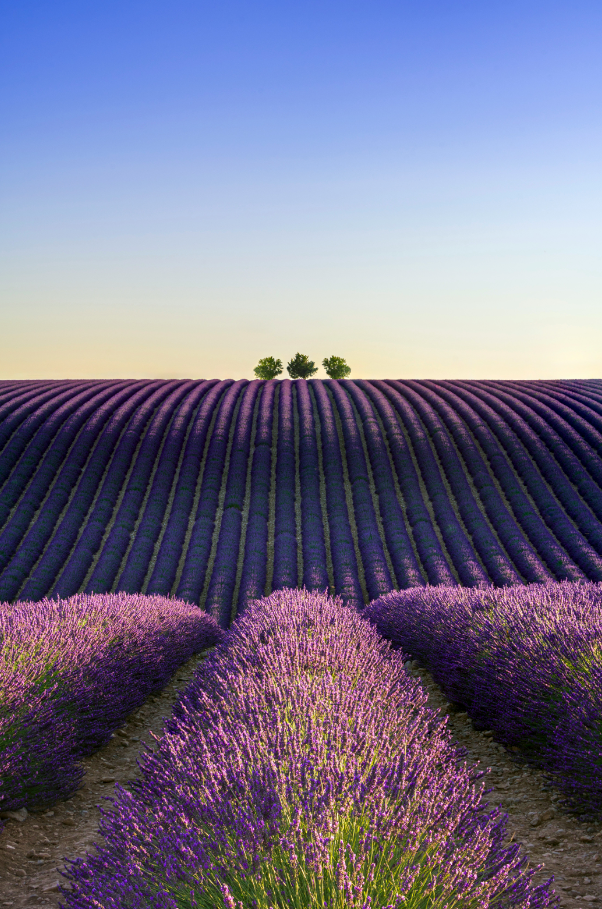 Provence Lavender & Woods 10 oz scented candle